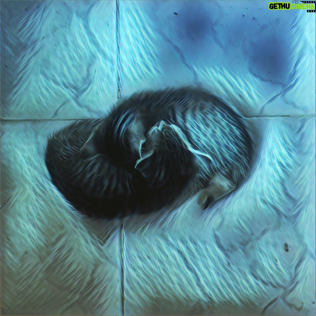 Alec Secăreanu - 1K Likes - Kittens