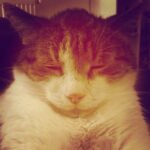 Alec Secăreanu Instagram -