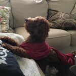 Alex Caceres Instagram - @yah_sweetheart rusty got new threads #pimpinsincepimpin