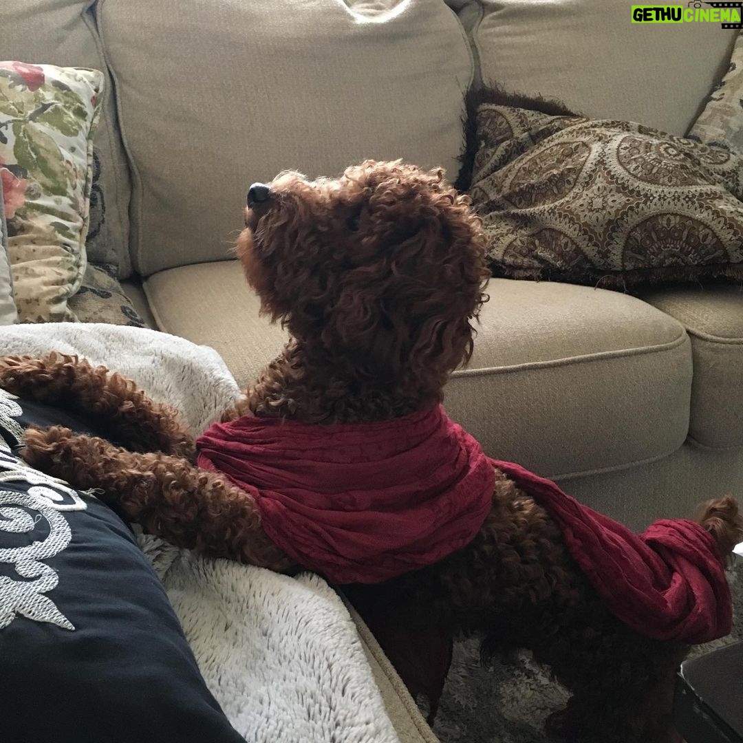 Alex Caceres Instagram - @yah_sweetheart rusty got new threads #pimpinsincepimpin