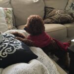 Alex Caceres Instagram - @yah_sweetheart rusty got new threads #pimpinsincepimpin