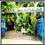 Alex Caceres Instagram - Keywest