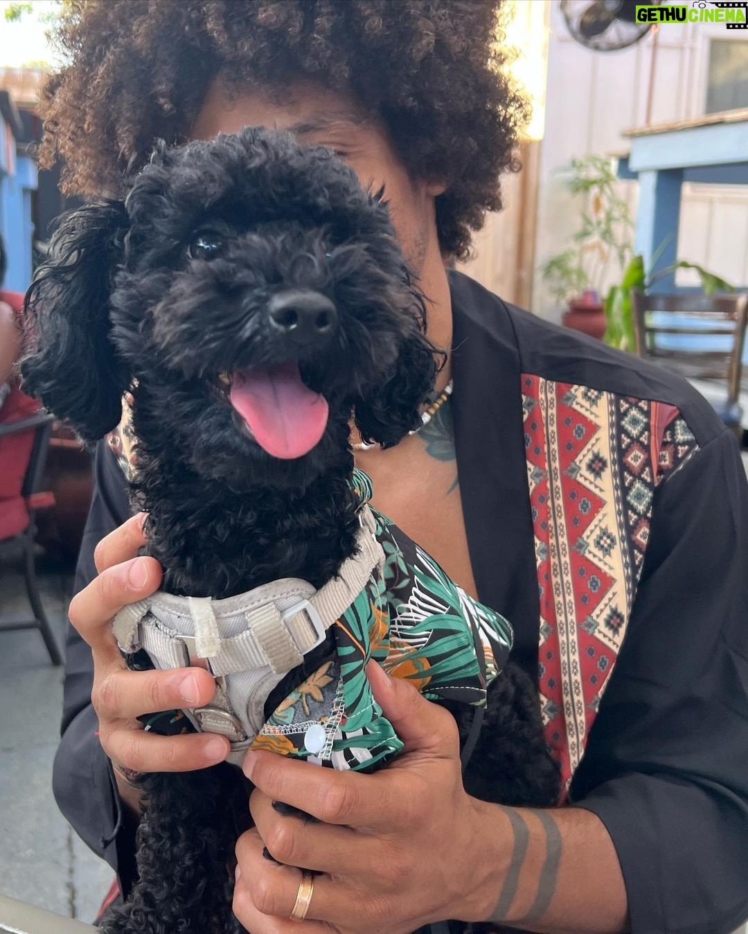 Alex Caceres Instagram - Family staycation and fur baby adventures πΆπ