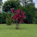 Alexis Floyd Instagram - vida salvaje #29 La Fortuna, Arenal, Costa Rica