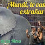 Alfonsina Molinari Instagram - El juego de la mesa - Ep.29: ¡Mundi, te vamos a extrañar! Esta semana, El Juego de la Mesa estuvo tranquilito y emocionado por la partida de Mundi. Aprovechamos en 17 de mayo para conmemorar el día internacional contra LA HOMOFOBIA, LA TRANSFOBIA, LA BIFOBIA Y LA LESBOFOBIA 🏳️‍🌈 Comentamos sobre el proyecto de ley de lxs indignos de Proyectos (In)dignad que busca discriminar aún más a las mujeres trans y hablamos mie£da sin parar. Ahhhh, ¡a lo mejor nos visita Berengeno! ¿Les gustaría? ¿Se atreven a jugar? https://www.latiendadeproduccionesgirasol.com/ http://patreon.com/ProduccionesGirasol Suscríbete a través de GW Cinco Network en YouTube Suscribete en cualquier plataforma de Podcasts. Síguenos en Instagram, Facebook y Twitter. Déjanos saber lo que quieras a través de Whatsapp: 787-600-5802. Grabado desde GW-Cinco Studio como parte de GW5 Network #tunuevatelevisión. Puedes ver toda la programación en www.gwcinco.com