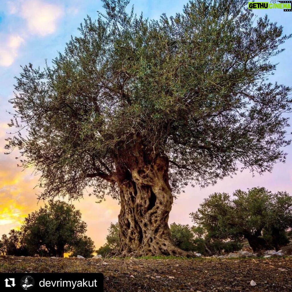 Ali Düşenkalkar Instagram - #Repost @devrimyakut with @make_repost ・・・ Yeryüzünün en en kadim,en bilge,en şifalı,insanoğlunun binlerce yıldır barışın simgesi olarak gördüğü ZEYTİN ağaçlarının "Kesilme"kararının altına imza atarken birinizin bile yüreği sızlamadi mi? Bu toprakların binlerce yıldır bağrına bastığı bu mücevhere bu muamele reva mı? Bizi duymuyorsunuz,hiç kutsal kitap da mı okumadınız.?Bu akıl tutulmasına son verin! Diyecek söz yok.Taş kesilmiş kalplerimize şifa aksın...#zeytinimedokunma
