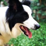 Alize Gördüm Instagram – My love🍀❤️ #bordercollie #goodboy