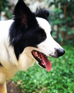 Alize Gördüm Instagram - My love🍀❤️ #bordercollie #goodboy