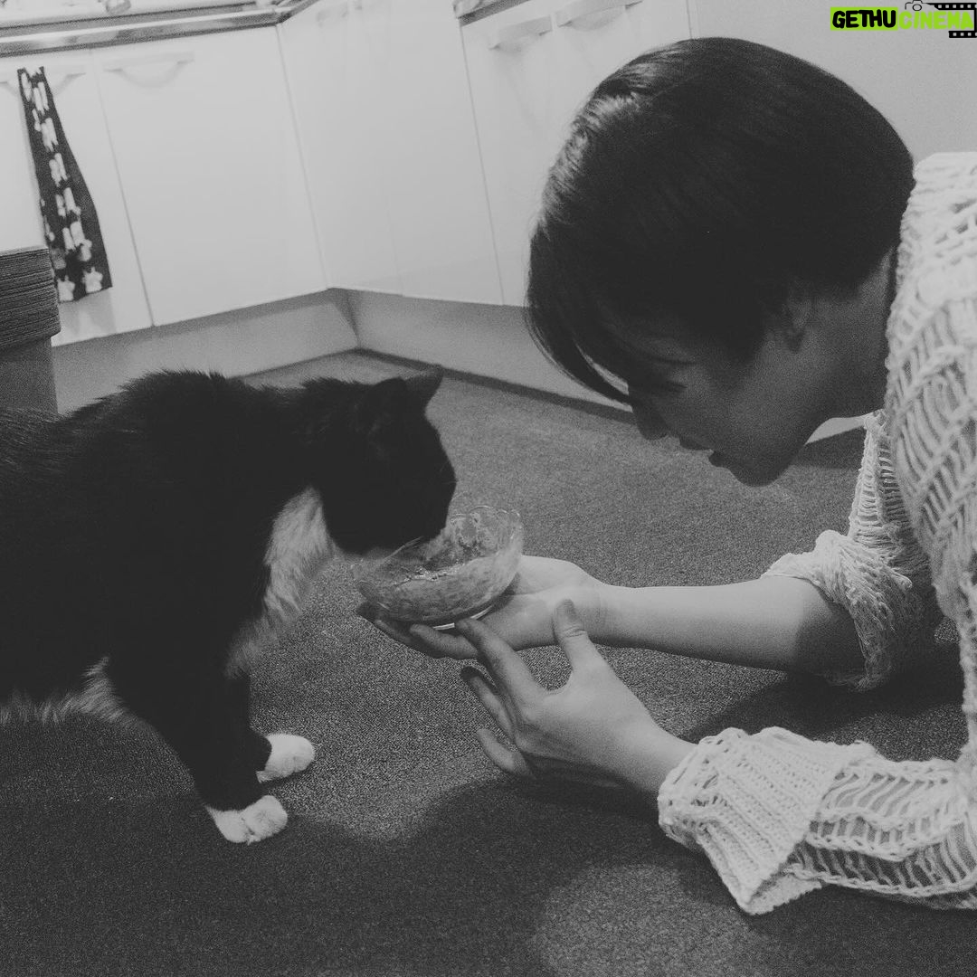Allison Lin Instagram - 在首爾跟李瀧學韓文 (還是學喝馬格利?) 這是與她的貓的初次見面