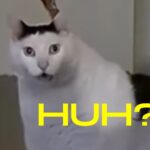 Allison Lin Instagram – Huh?

誰懂