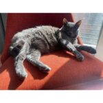 Allison Tolman Instagram - 🐈‍⬛ 👑