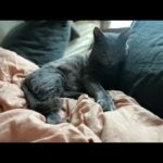 Allison Tolman Instagram - Meowdle.
