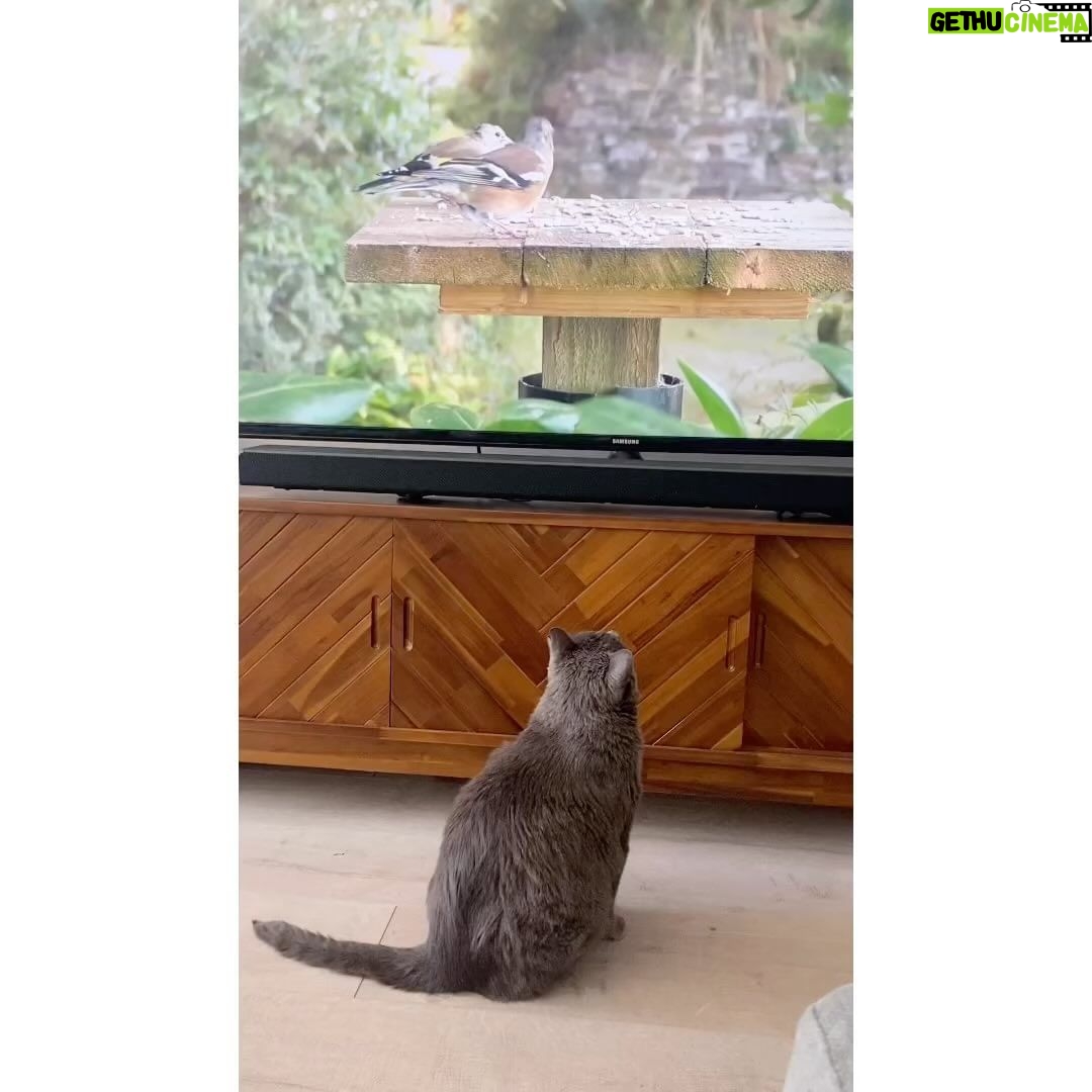 Allison Tolman Instagram - On sick days you get to watch tv all afternoon whether you’re a cat or not.