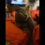 Allison Tolman Instagram - 🐈‍⬛ ❤️