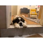 Allison Tolman Instagram - Would you like to see the very best girl? #DearPrudence