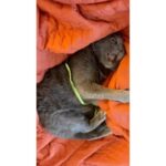 Allison Tolman Instagram - ⛔️ DANGER ⛔️ Graphic footage of an animal ATTACK! 🐯🦁