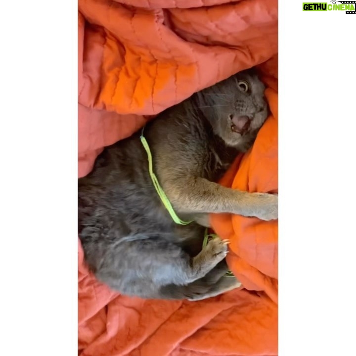 Allison Tolman Instagram - ⛔️ DANGER ⛔️ Graphic footage of an animal ATTACK! 🐯🦁