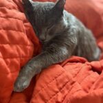 Allison Tolman Instagram - The very, very best boy.