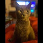Allison Tolman Instagram - He’s giving us stately, he’s giving us Washington Crossing the Delaware, he’s giving us vote for Bud because he’ll stand up for your rights to marry who you choose and maintain bodily autonomy. 🐈‍⬛🇺🇸