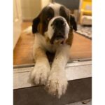 Allison Tolman Instagram - Would you like to see the very best girl? #DearPrudence