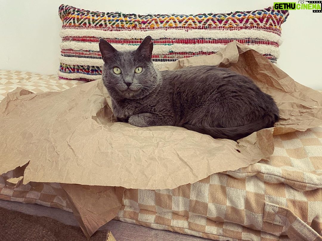 Allison Tolman Instagram - In this house all we need is a small pile of trash to lay on and we are A-okay.