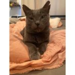 Allison Tolman Instagram - 🐈‍⬛💙