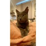 Allison Tolman Instagram - 🐈‍⬛💙