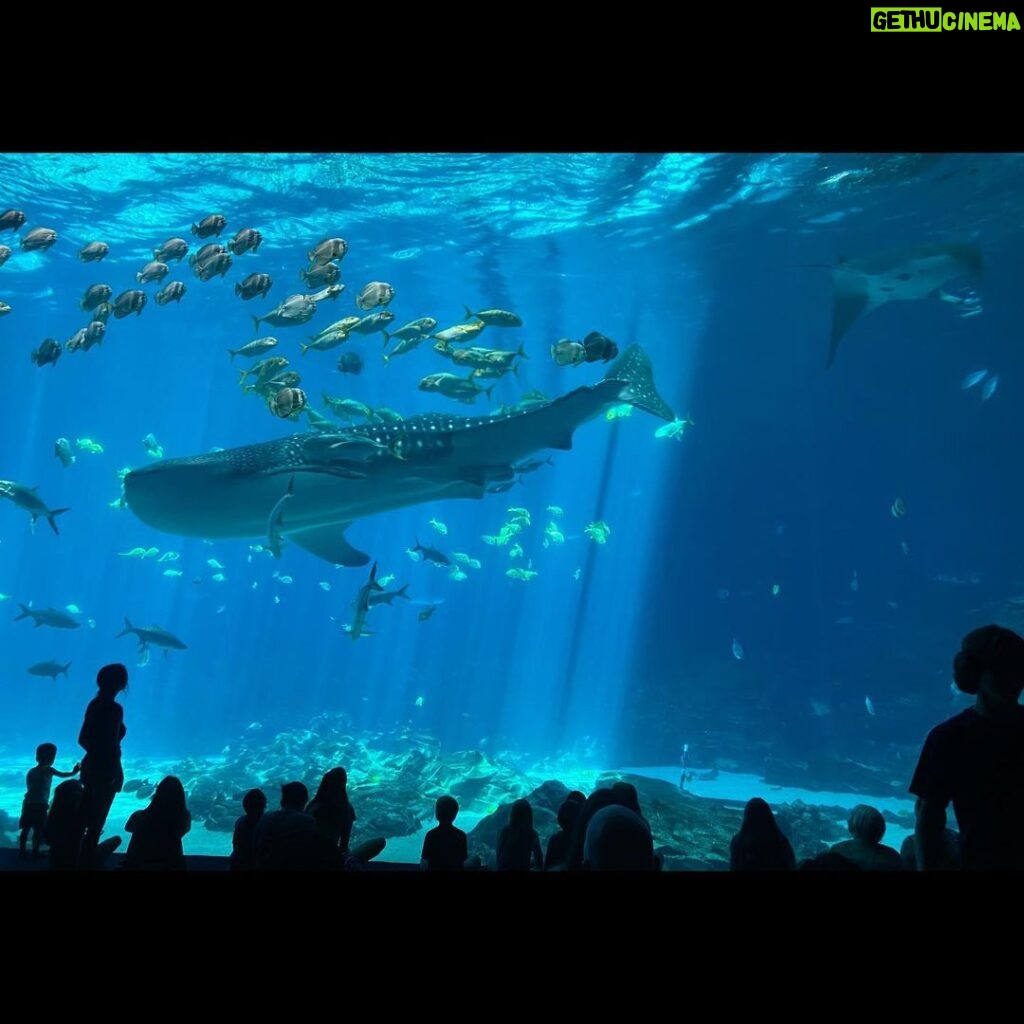 Allison Tolman Instagram - My favorite fish house. 💙 Georgia Aquarium, Atlanta GA