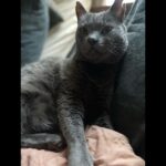 Allison Tolman Instagram - Meowdle.
