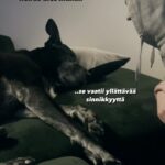 Alma Hätönen Instagram - Tästä tuli ehkä mun all time lempivideo😂🥹 Äänet päälle🔉Tällaista on elämä nykyään tämän papparaisen kanssa, joka nuorempana olis ollut eteisessä jo odottamassa ennen kuin oltais sanottu sanaakaan. Elämässä seniorikoiran kanssa on jotain tosi erityistä🥹 Rakastan näitä molempia niin kovin paljon 💜
