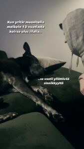 Alma Hätönen Instagram - Tästä tuli ehkä mun all time lempivideo😂🥹 Äänet päälle🔉Tällaista on elämä nykyään tämän papparaisen kanssa, joka nuorempana olis ollut eteisessä jo odottamassa ennen kuin oltais sanottu sanaakaan. Elämässä seniorikoiran kanssa on jotain tosi erityistä🥹 Rakastan näitä molempia niin kovin paljon 💜