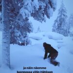 Alma Hätönen Instagram - USKOMATON JÄNNITYSNÄYTELMÄ NYT INSTAGRAMISSA! 😱 Miten käy villin Hätösen länsi-Lapissa? Selviääkö hän haastavassa maastossa vai joutuuko hän paikallisten petoeläinten lounaaksi? Katso vuoden 2023 hehkutetuin luontodokumentti nyt tästä reelsistä! 🐻🌲