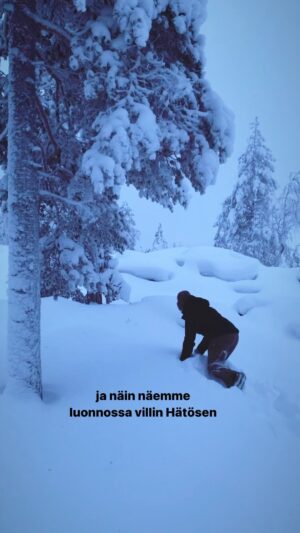 Alma Hätönen Instagram - USKOMATON JÄNNITYSNÄYTELMÄ NYT INSTAGRAMISSA! 😱 Miten käy villin Hätösen länsi-Lapissa? Selviääkö hän haastavassa maastossa vai  joutuuko hän paikallisten petoeläinten lounaaksi? Katso vuoden 2023 hehkutetuin luontodokumentti nyt tästä reelsistä! 🐻🌲