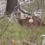 Alma Hätönen Instagram - What a magical morning walk in this fairy forest with some unexpected friends🥹 #deer #magic #fyp #explorepage