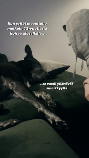 Alma Hätönen Instagram - Tästä tuli ehkä mun all time lempivideo😂🥹 Äänet päälle🔉Tällaista on elämä nykyään tämän papparaisen kanssa, joka nuorempana olis ollut eteisessä jo odottamassa ennen kuin oltais sanottu sanaakaan. Elämässä seniorikoiran kanssa on jotain tosi erityistä🥹

Rakastan näitä molempia niin kovin paljon 💜
