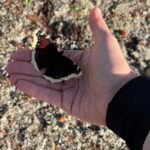 Alma Hätönen Instagram - Tänään 🦋suruvaippa🦋 laskeutui kädelleni ja mietin millaista viestiä se kantaa. Onko se tervehdys edesmenneeltä läheiseltä? Varoitus tulevasta surusta ja muutoksesta, kuten uskotaan? Vai kaipasiko hän, väsynyt matkaaja, vain hetken lepoa luonani turvassa tuulelta🌬️ Mihin sä uskot? ✨ Elämä on lopulta sarja pieniä taianomaisia hetkiä kuten nämä✨🍂