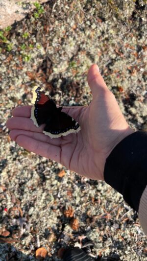 Alma Hätönen Instagram - Tänään 🦋suruvaippa🦋 laskeutui kädelleni ja mietin millaista viestiä se kantaa. Onko se tervehdys edesmenneeltä läheiseltä? Varoitus tulevasta surusta ja muutoksesta, kuten uskotaan? Vai kaipasiko hän, väsynyt matkaaja, vain hetken lepoa luonani turvassa tuulelta🌬️ Mihin sä uskot? ✨

Elämä on lopulta sarja pieniä taianomaisia hetkiä kuten nämä✨🍂