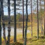 Alma Hätönen Instagram - Kuten te tiedätte Jaakon perheen Lapin mökki on ollut mun turvapaikka viimeiset melkein 8 vuotta. En voi missään niin hyvin kuin siellä. 🥹 Tultiin viikko sitten Helsinkiin ja mulla meni heti unet. Siis lähes kokonaan ja koko viime viikoksi. Hermosto on oppinut, että täällä Helsingissä normaali olotila on ylivireys ja ylikuormitus ja keho hakeutuu siihen automaattisesti. Joten heitän nyt universumille pyynnön mahdollisuudesta muuttaa elämän painotus sellaiseksi, että sen sijaan, että asun Helsingissä ja käyn Lapissa lepäämässä niin arki olisikin suurimmaksi osaksi Lapissa ja tulisin säännöllisesti Helsinkiin käymään tekemään hommia💜 Että suhde olisi 70-30 näin päin. Kaipaan hitaampaa elämän rytmiä. Ultimaattisena haaveena olisi joskus löytää paikka Ylläksen läheisyydestä. Tämä haave vaatii monta muutosta onnistuakseen ja vie varmasti kauan ennen kuin olisi käytännössä mahdollista. Yhtenä muutoksena sen, että voisin tehdä mun työtä Helsingin lisäksi pohjoisesta käsin. Eli jos on mielessä yhteistöitä, media-alan töitä tai muita projekteja Lapin suunnalla, huikkaa mulle!🤩 (Saa toki huikata myös Helsingissä olevista hommista ens vuodelle💜) Toistaiseksi vaan heitän tän maailmalle näin tuosta noin vain ja odottelen. Menee siihen vuosi tai viisi niin ehkä joskus vielä ✨
