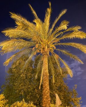 Alp Akar Instagram - 🌴