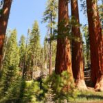 Amanda Righetti Instagram - A simple photograph cannot capture the humbling, awe-inspiring enormity of these ancient sequoias. Bachelor and Three Graces 🌲 Mariposa Grove of Giant Sequoias