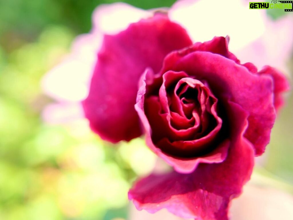Amanda Righetti Instagram - Our garden bloomed this beautiful surprise