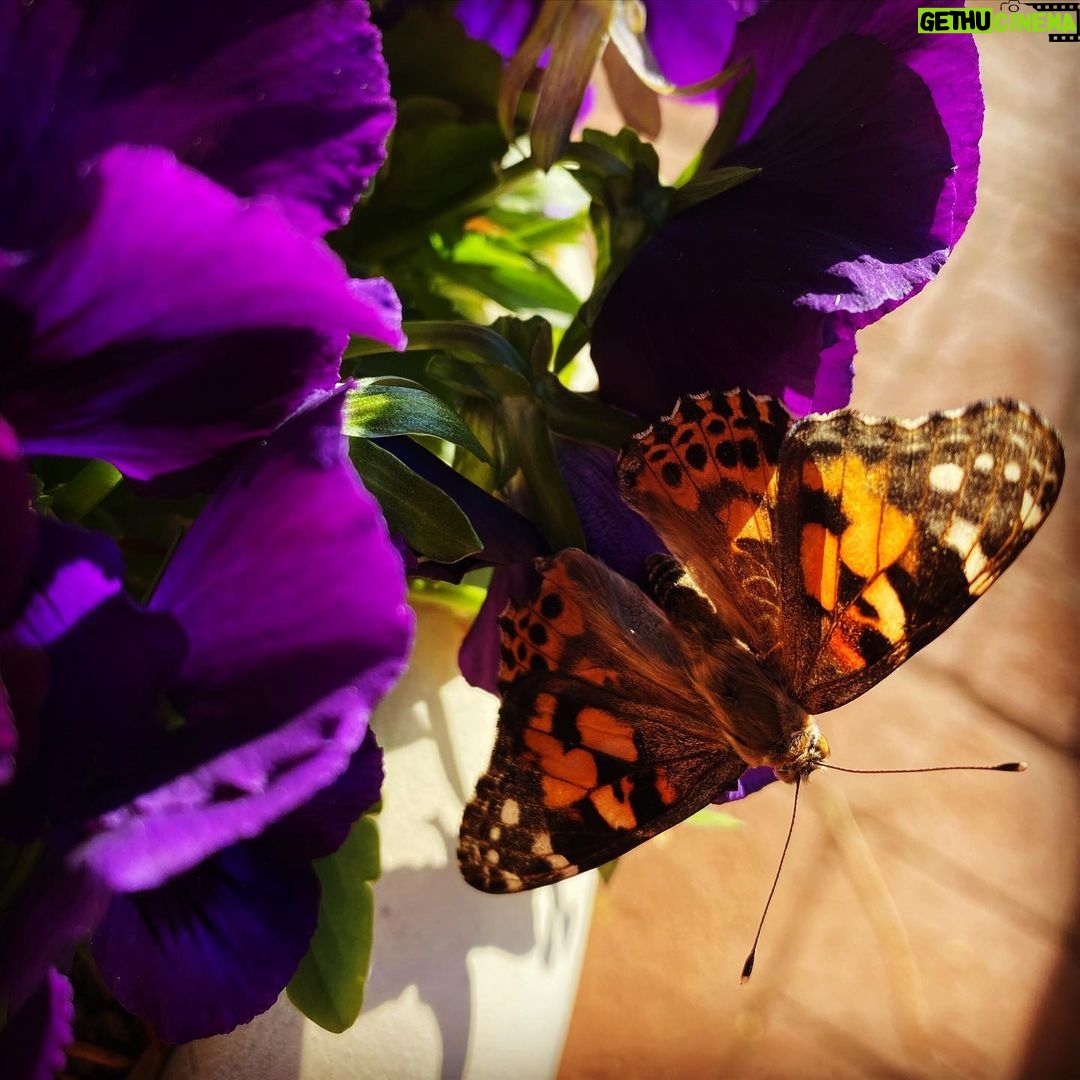 Amanda Righetti Instagram - #happyearthday