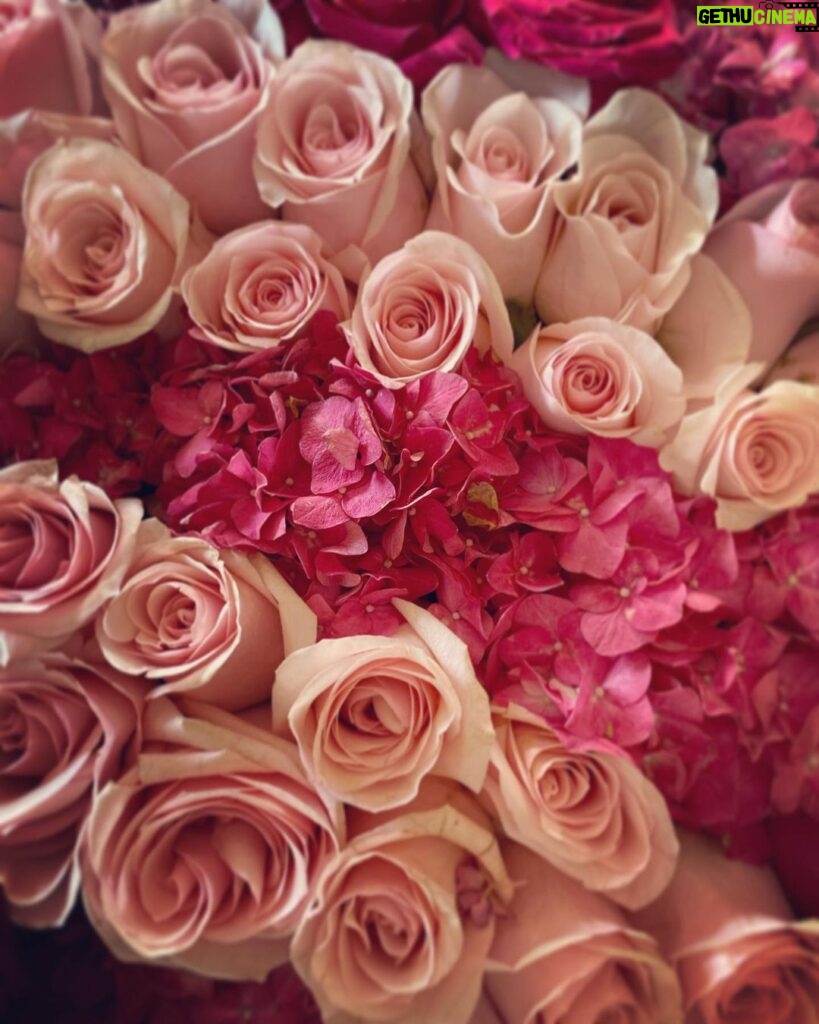 Amanda Righetti Instagram - Roses. My favorite. 🥳