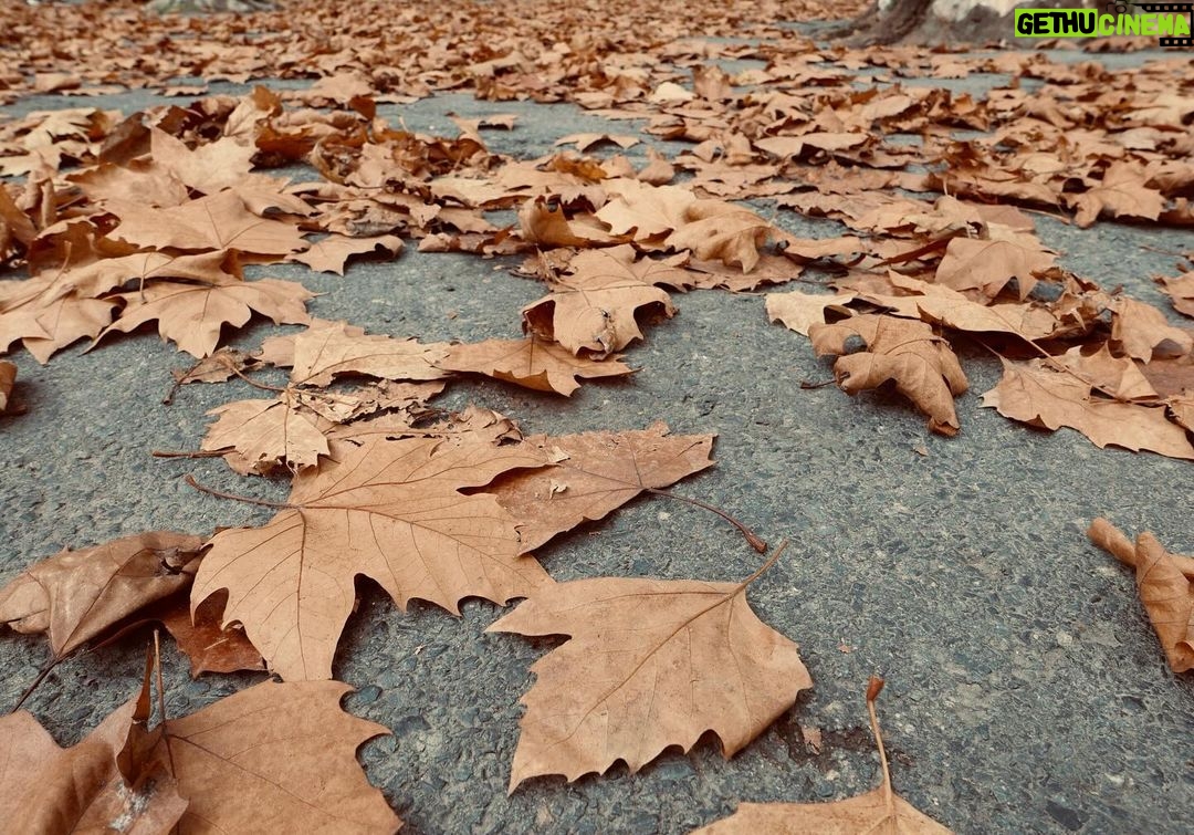 Amanda Righetti Instagram - 🍁 #happythanksgivingday