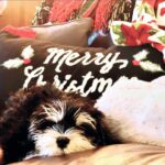 Amanda Righetti Instagram - May your Christmas be merry and bright 🐾 ✨🎄✨