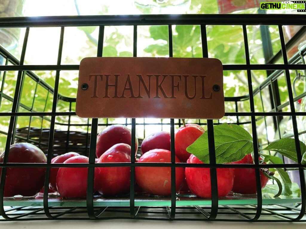 Amanda Righetti Instagram - Homegrown plums! 😋