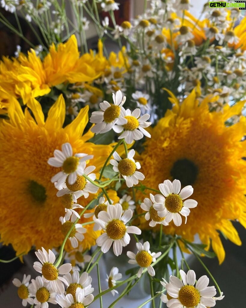 Amanda Righetti Instagram - Have a beautiful week! #sunflowersandchamomile 🌻