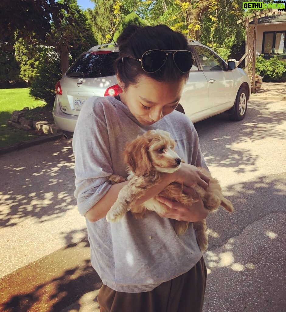 Amanda Zhou Instagram - Meet Axel everyone. The new love of my life. #puppylove #newpup #soprecious