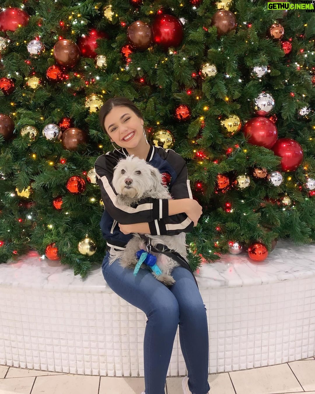 Amber Frank Instagram - One of the best gifts I got this year was getting to be your foster mommy and find you a forever home. I like to believe my baby Elvis sent you to me 🤍 Merry Christmas!