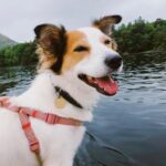 Amelia Gething Instagram - I had to say goodbye to my best friend recently. He was the happiest, most loving boy and I couldn’t have wished for a better little buddy. I will keep you in my heart forever and always, Monty. I love you so so much. Rest in peace little guy 🤍